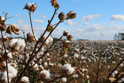 Why Organic Cotton Is Better For The Environment